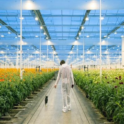 Goede prijs. Regelbaar Licht Duurzaam de Serrezonnestelsel van de Staalfilm online